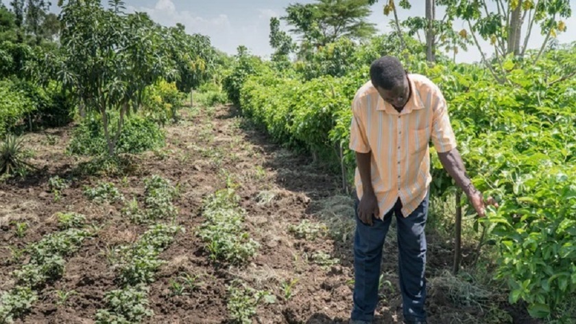 Phân bón hữu cơ lên ngôi